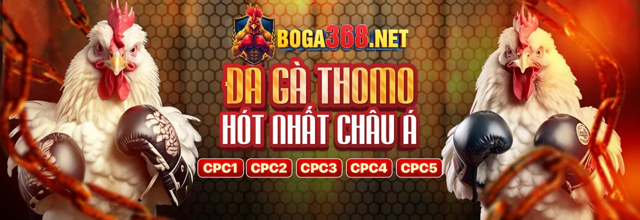 Hình ảnh gà Wala trong trận đá gà, minh họa kèo cược Wala.